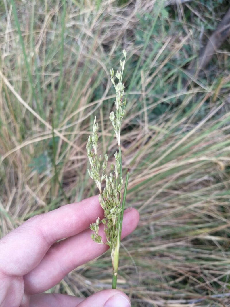 Juncus rigidus photo 5