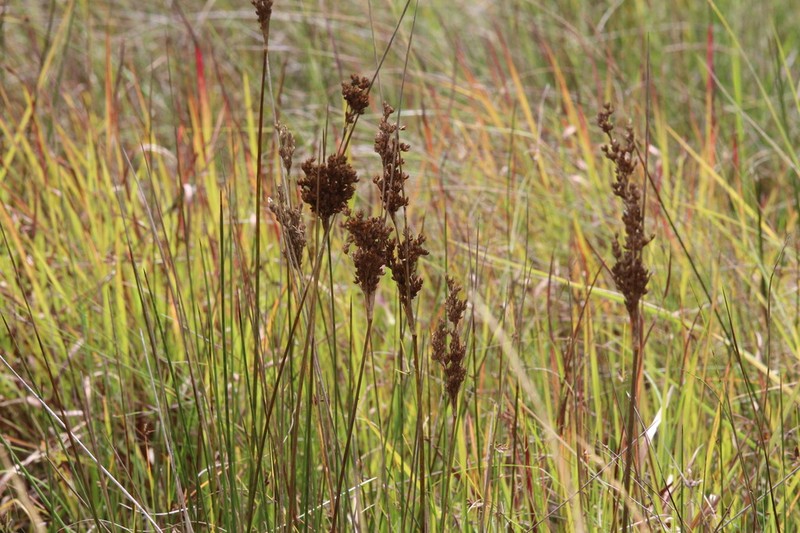 Juncus rigidus photo 6