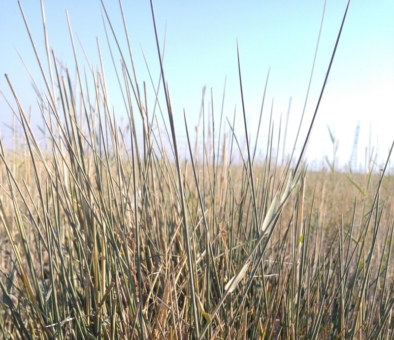 Juncus rigidus photo 7