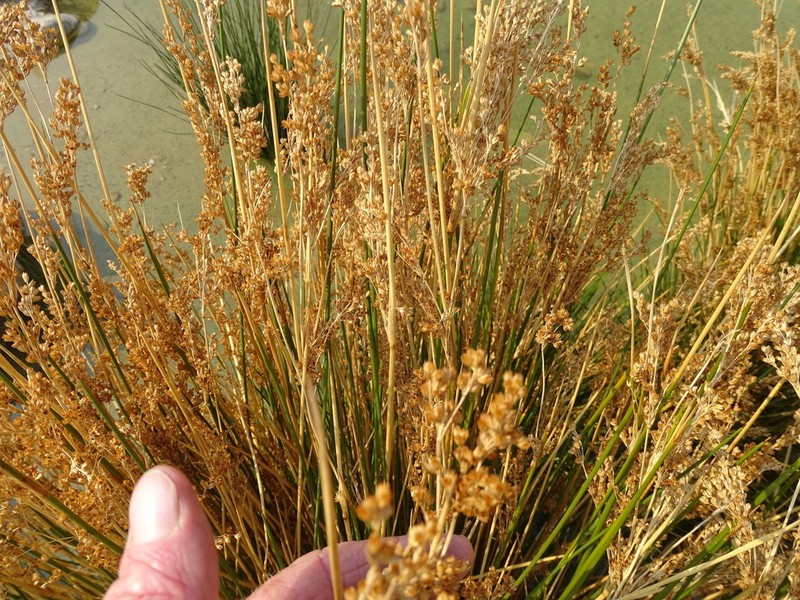 Juncus rigidus photo 8