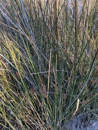 Needlegrass Rush
