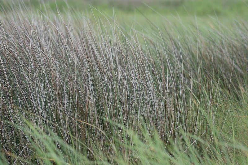 Needlegrass Rush photo 2