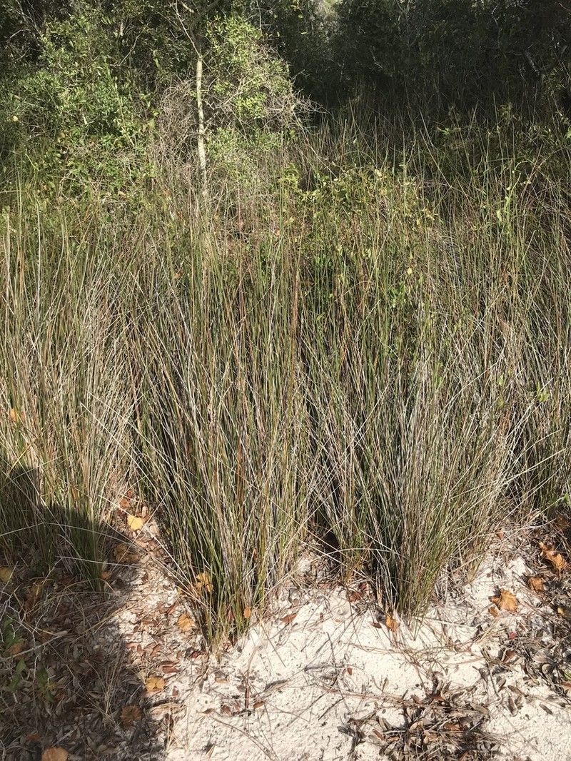 Needlegrass Rush photo 3