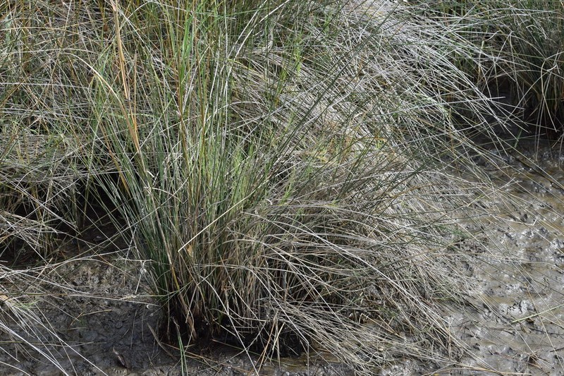 Needlegrass Rush photo 4