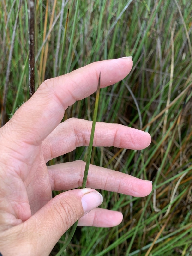 Needlegrass Rush photo 5