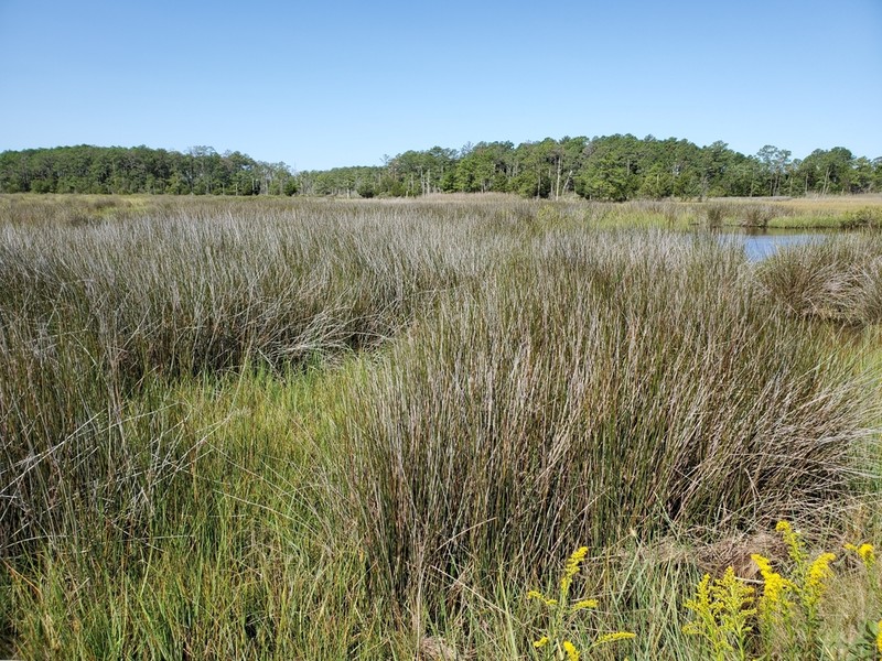 Needlegrass Rush photo 6