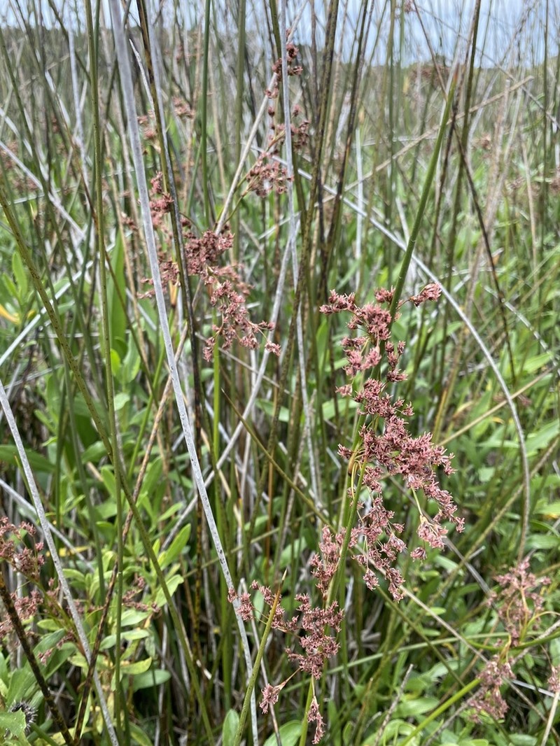 Needlegrass Rush photo 7