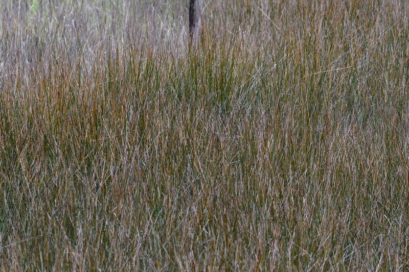 Needlegrass Rush photo 8