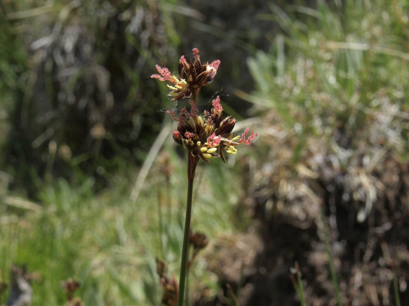 Rocky Mountain Rush photo 7