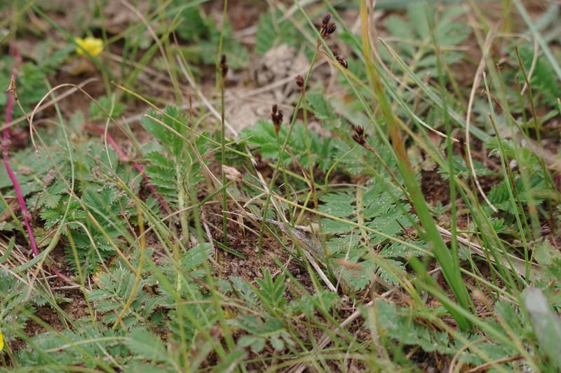 Juncus salsuginosus