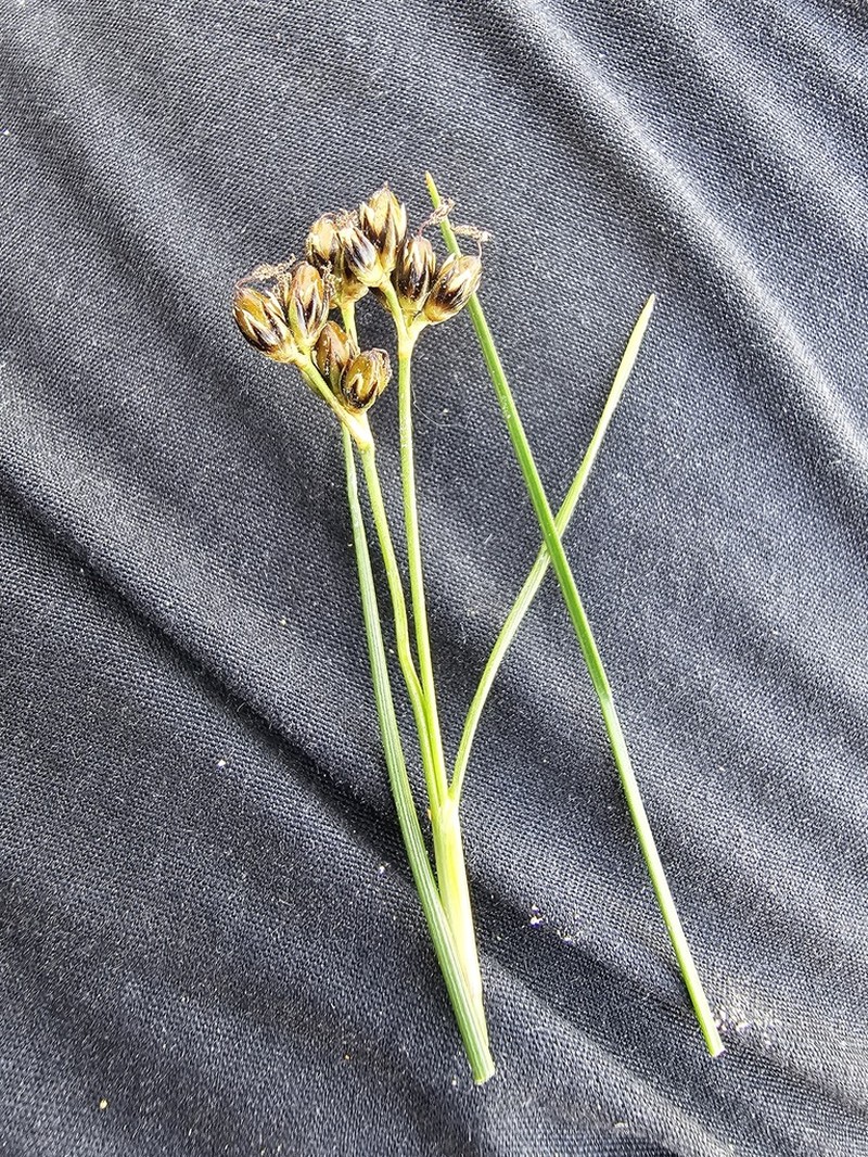 Juncus salsuginosus photo 2