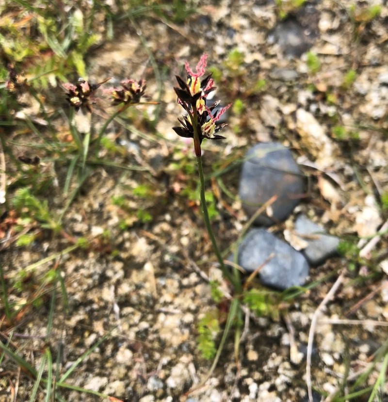 Juncus salsuginosus photo 3