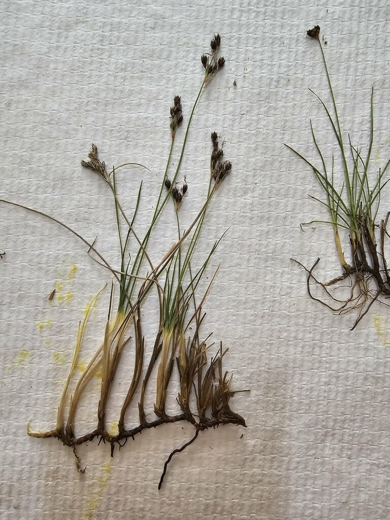 Juncus salsuginosus photo 4