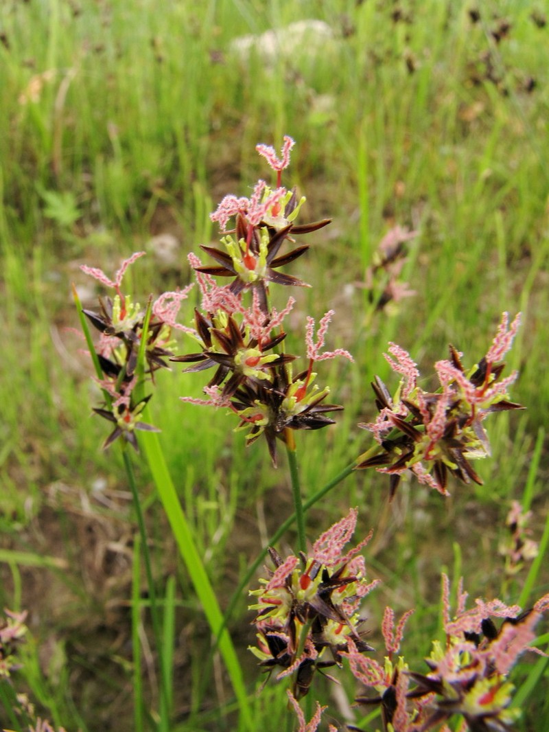 Juncus salsuginosus photo 5