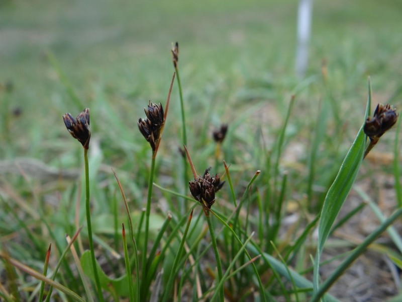 Juncus salsuginosus photo 6