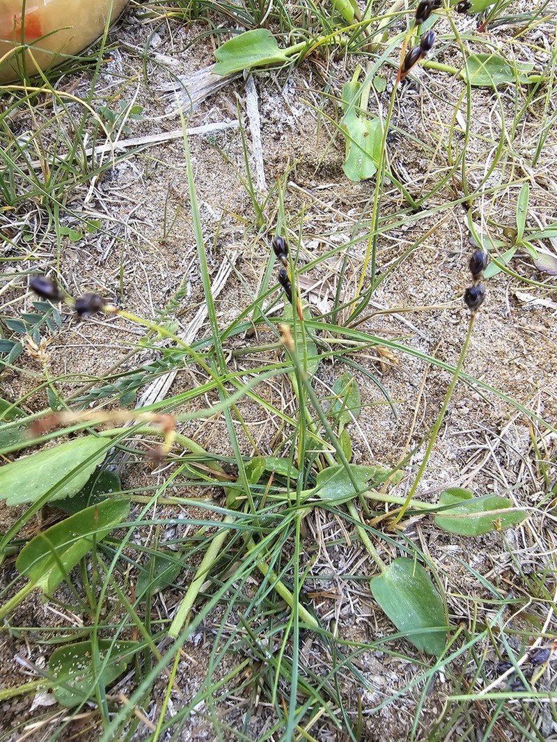 Juncus salsuginosus photo 7