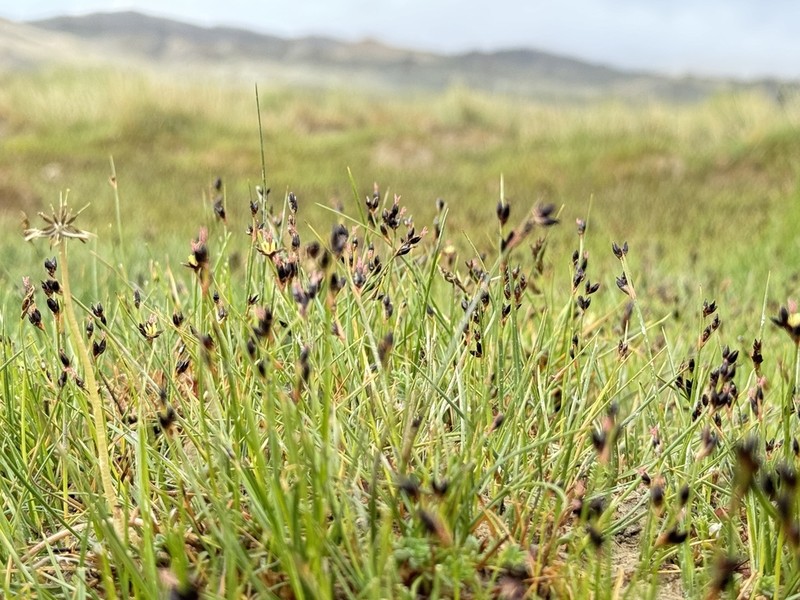 Juncus salsuginosus photo 8