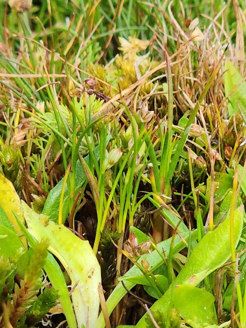 Juncus sandwithii