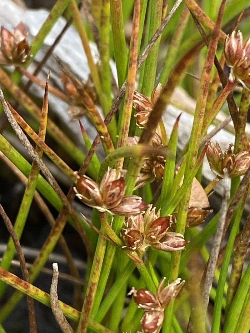 Juncus sandwithii photo 2