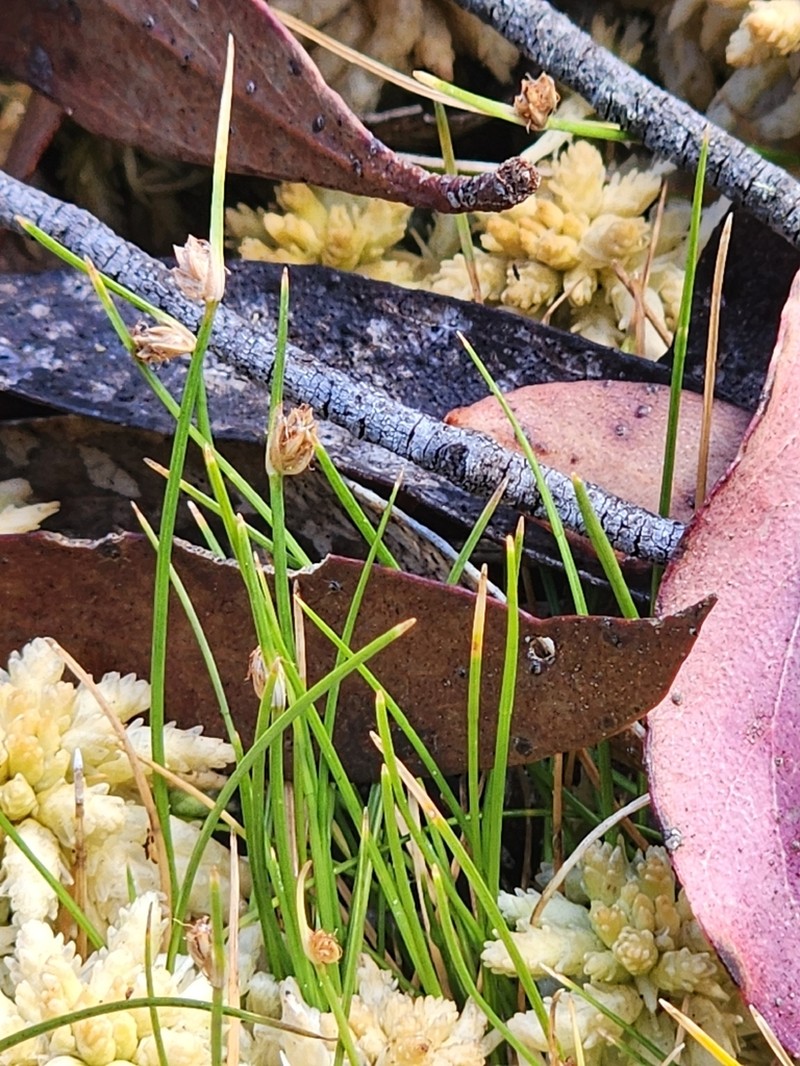 Juncus sandwithii photo 3