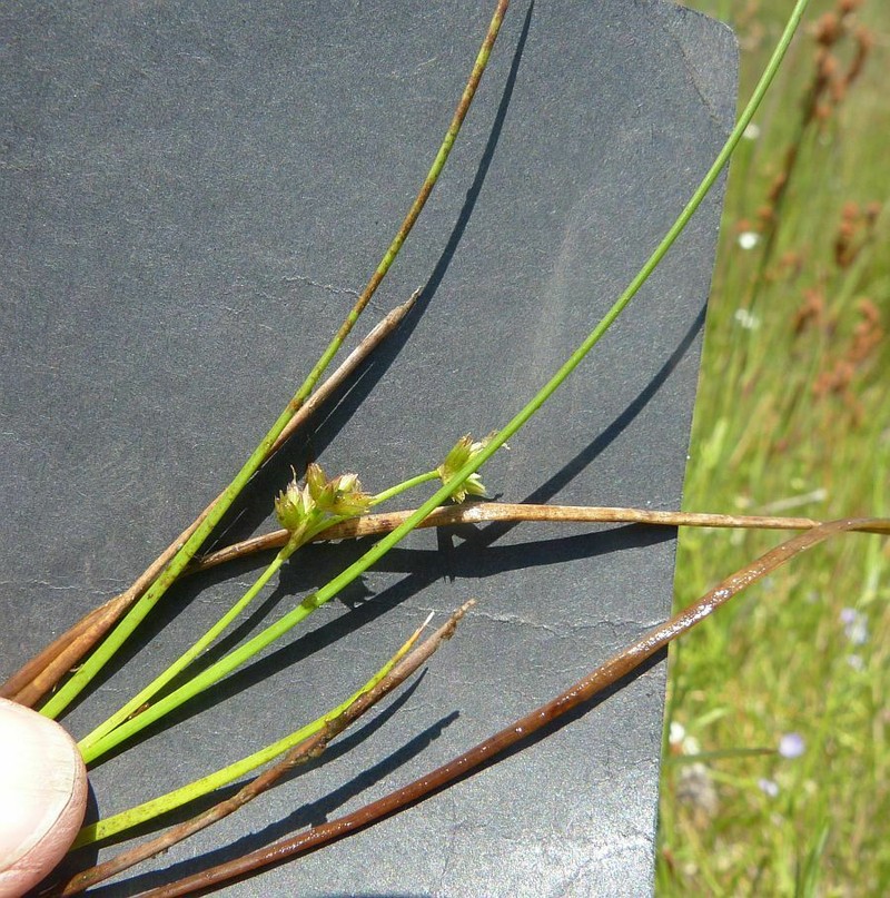 Juncus sandwithii photo 4