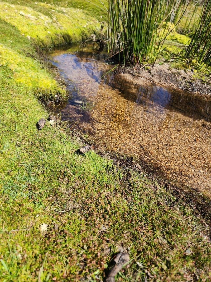 Juncus sandwithii photo 5