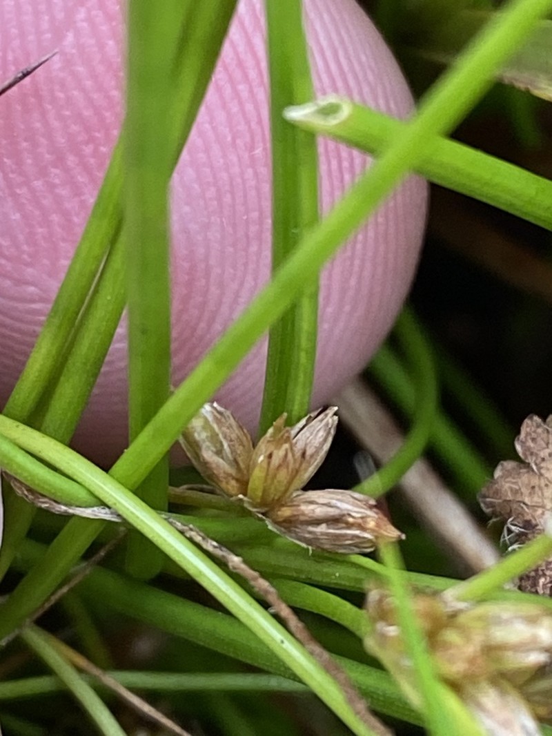 Juncus sandwithii photo 6