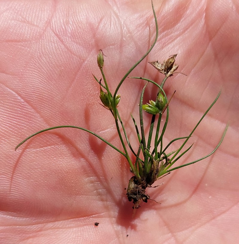 Juncus sandwithii photo 7