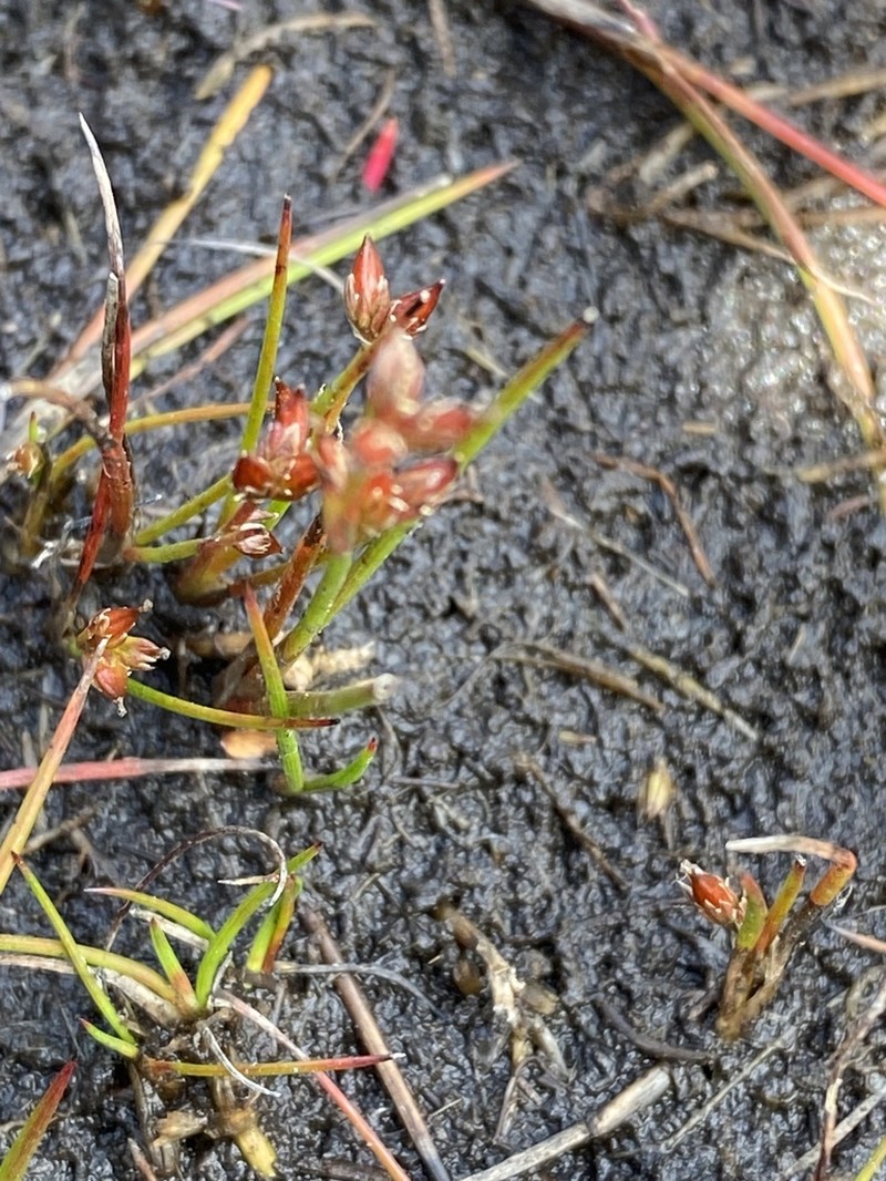 Juncus sandwithii photo 8