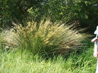 Juncus sarophorus