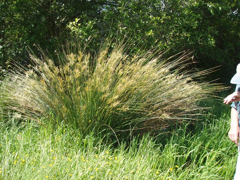 Juncus sarophorus