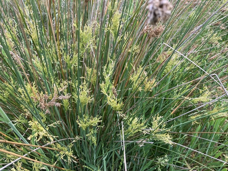 Juncus sarophorus photo 2