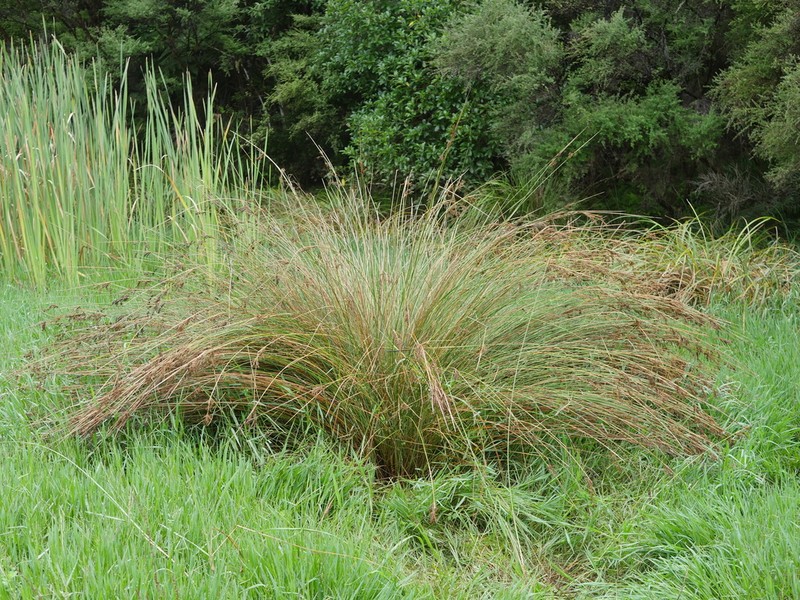 Juncus sarophorus photo 3