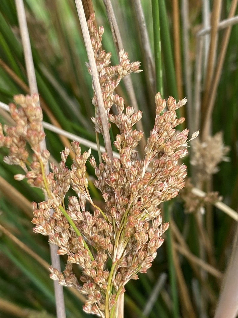 Juncus sarophorus photo 5
