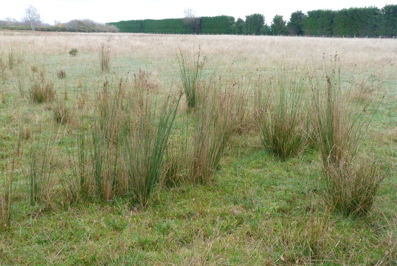 Juncus sarophorus photo 6