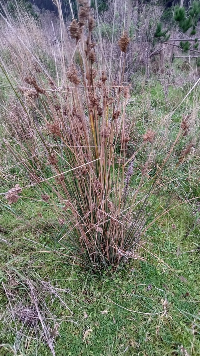 Juncus sarophorus photo 7