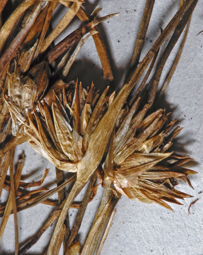 Juncus scheuchzerioides