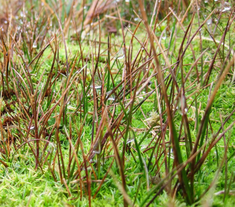 Juncus scheuchzerioides photo 2