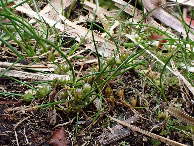 Juncus scheuchzerioides photo 3