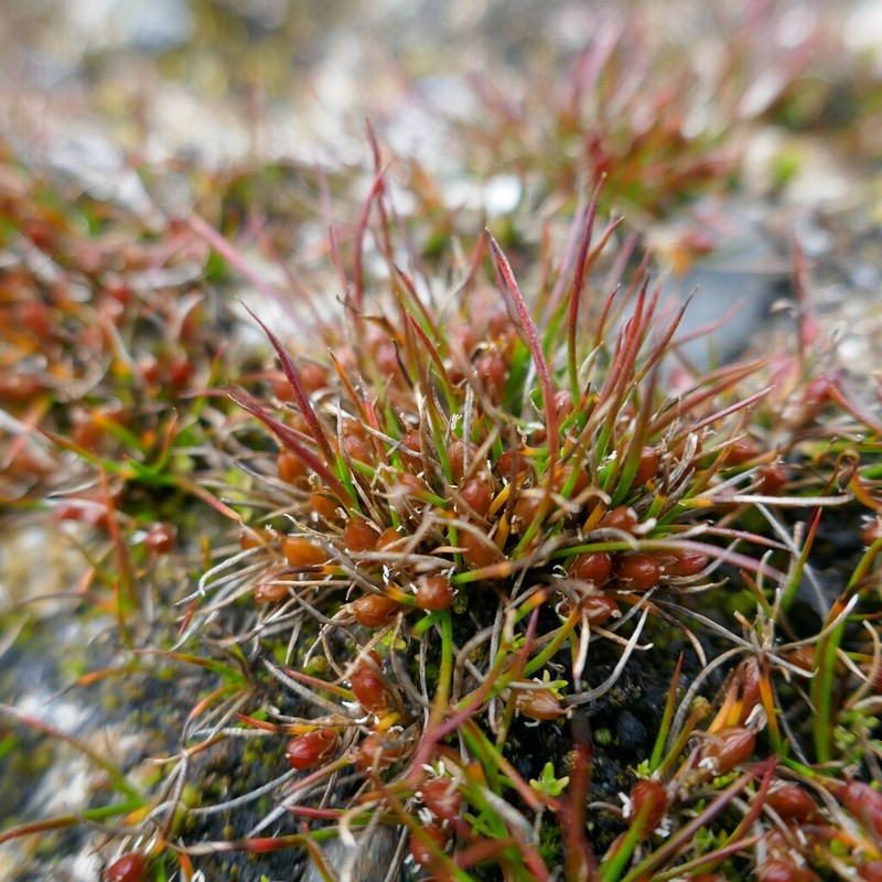 Juncus scheuchzerioides photo 4