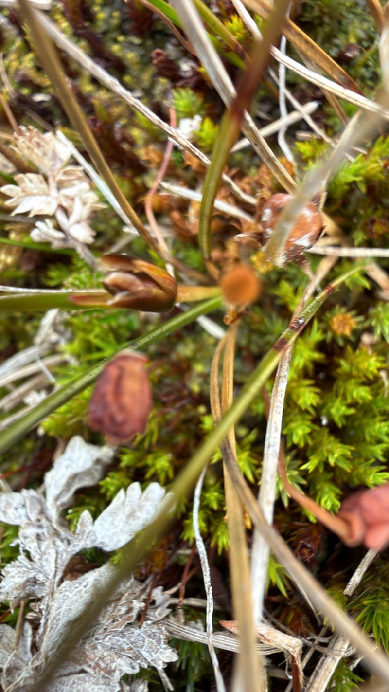 Juncus scheuchzerioides photo 5
