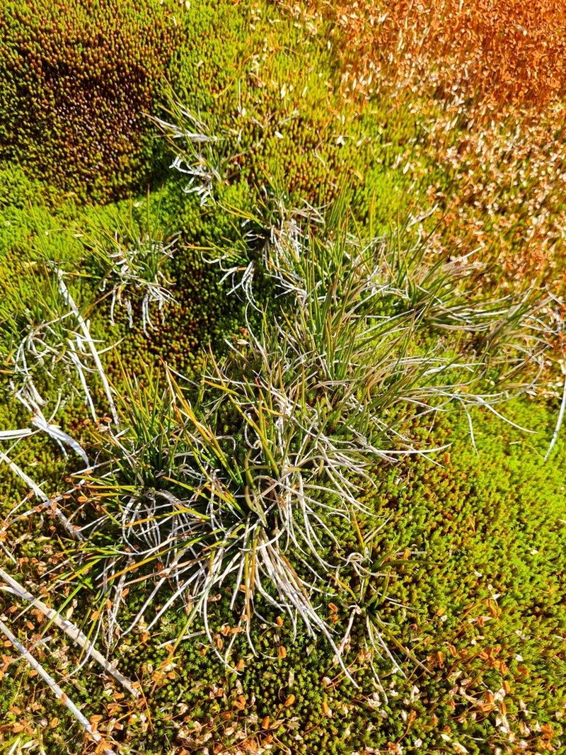 Juncus scheuchzerioides photo 6