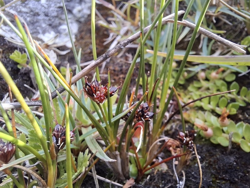 Juncus scheuchzerioides photo 7