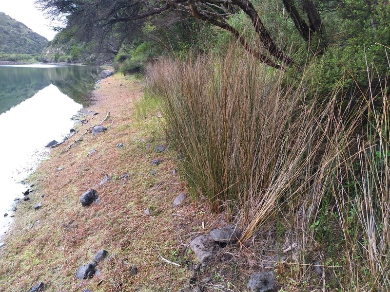 Juncus semisolidus photo 2
