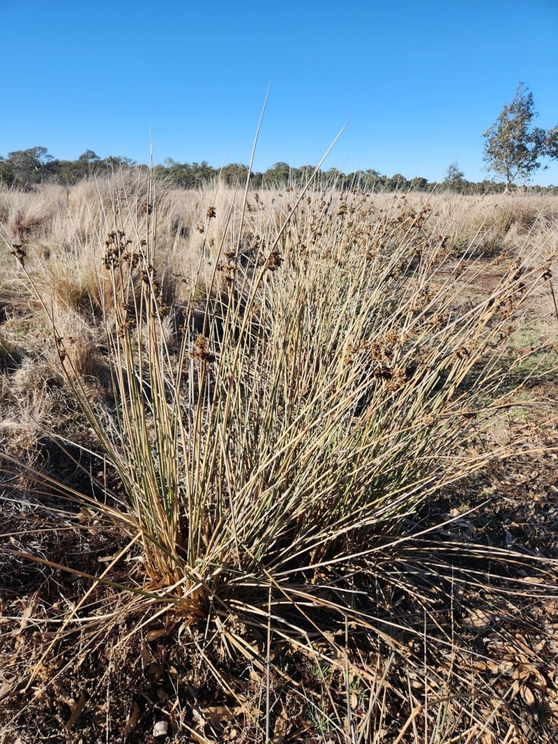 Juncus semisolidus photo 3