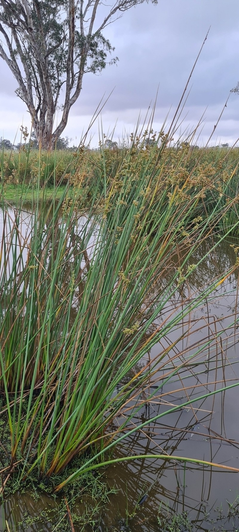 Juncus semisolidus photo 4