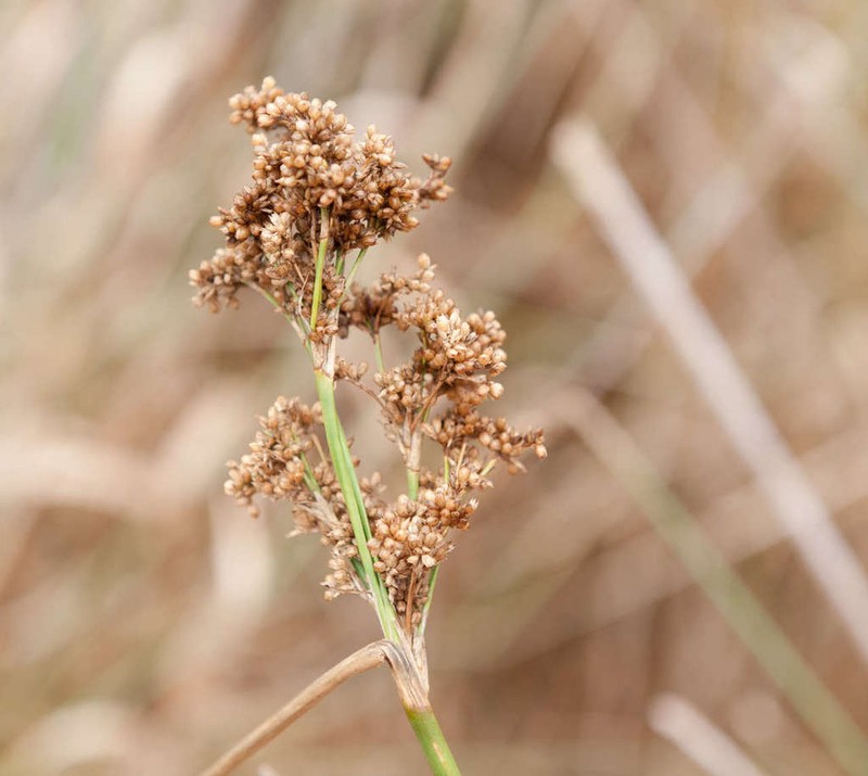 Juncus semisolidus photo 5
