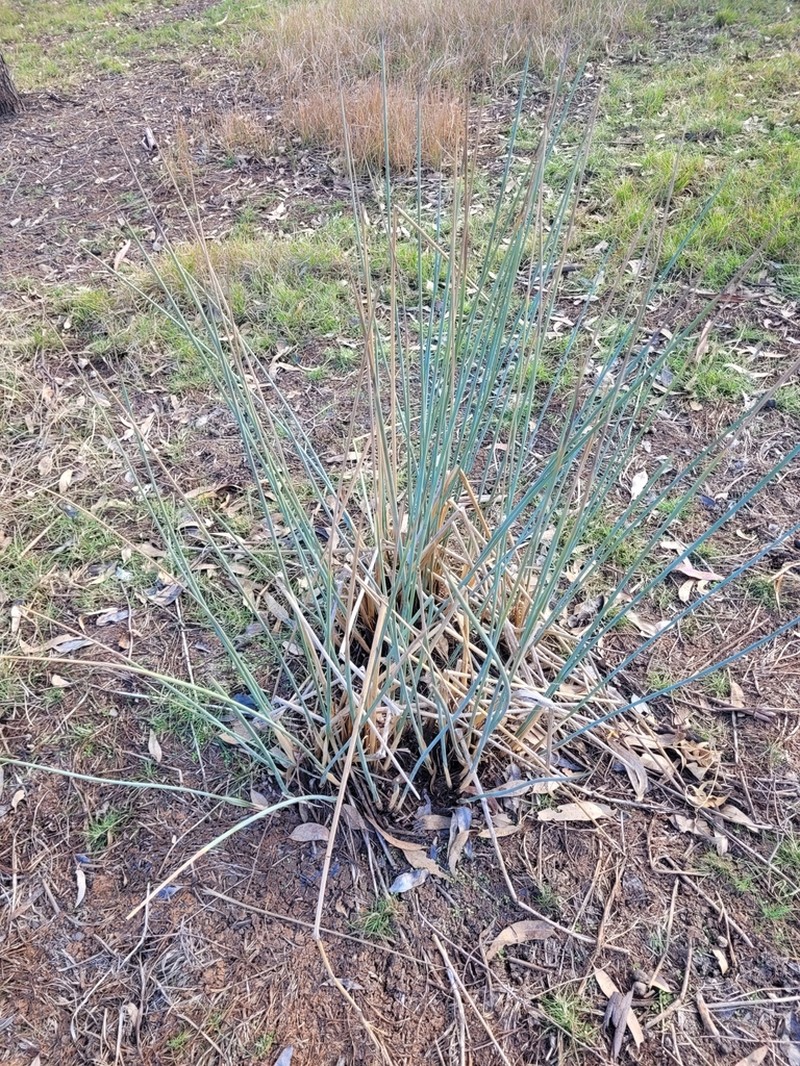 Juncus semisolidus photo 6