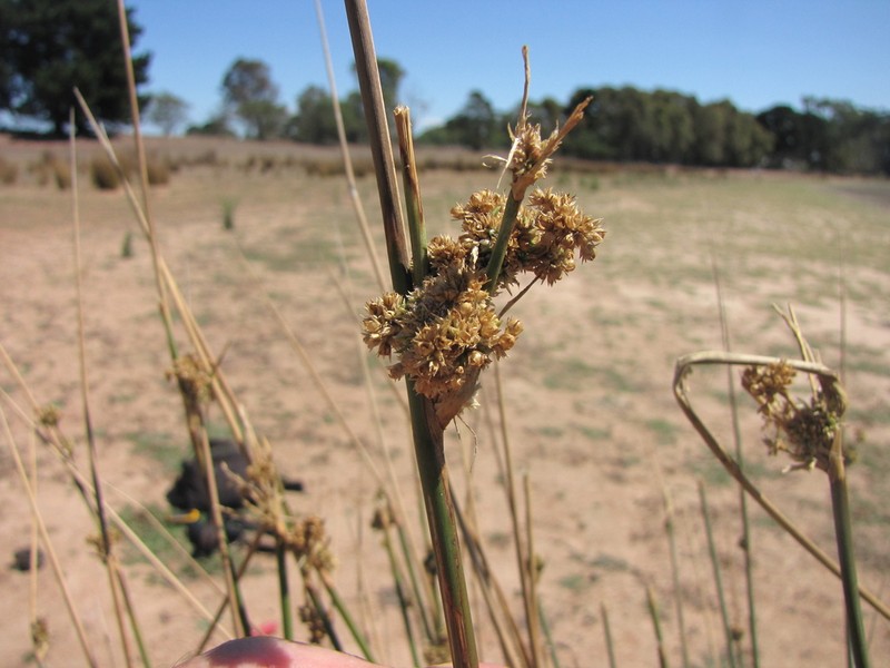 Juncus semisolidus photo 7