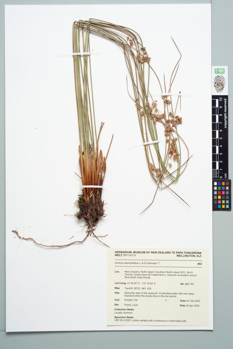 Juncus semisolidus photo 8